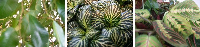 lechuza delta office plant displays